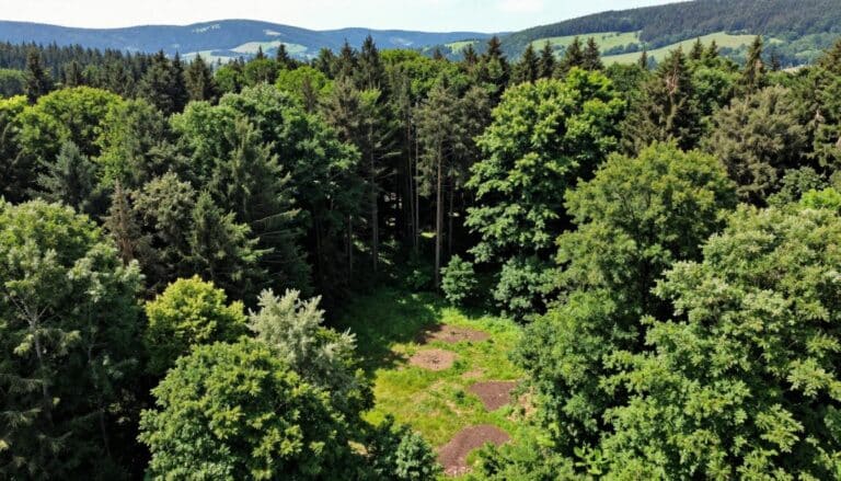 Welche Waldflächen erzielen die höchste Pacht?