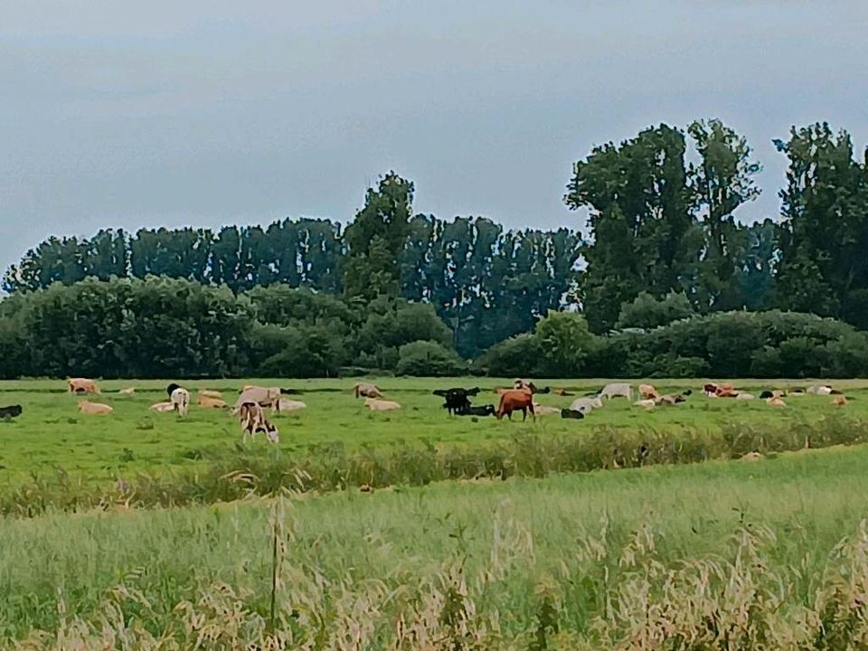 Gewerbe.-/Bauträgergrundstück an der B5 bei Friesack sehr interessant für Einzelhandelzu verkaufen