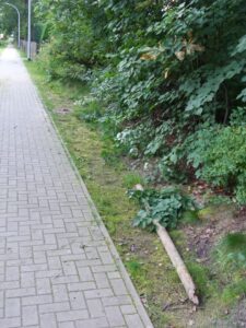 zu verpachten kleines Waldgrundstück in Falkensee
