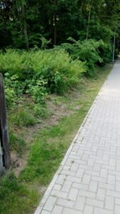Waldgrundstück zu verpachten – Foto 3