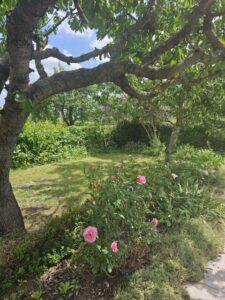 Schöner Pachtgarten Nahe Nordstrand zu verkaufen – Foto 3