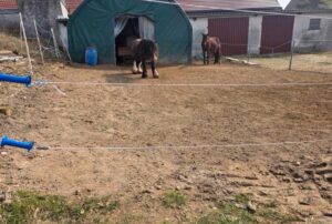 Offenstall - Stallgemeinschaft oder Komplettpacht möglich! – Foto 5