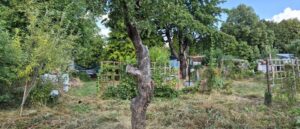 Pachtgarten in Erfurt – Foto 3