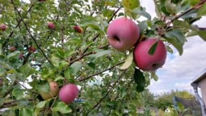 Familienparadies im Grünen – Foto 3