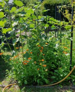 Familienparadies im Grünen – Foto 5