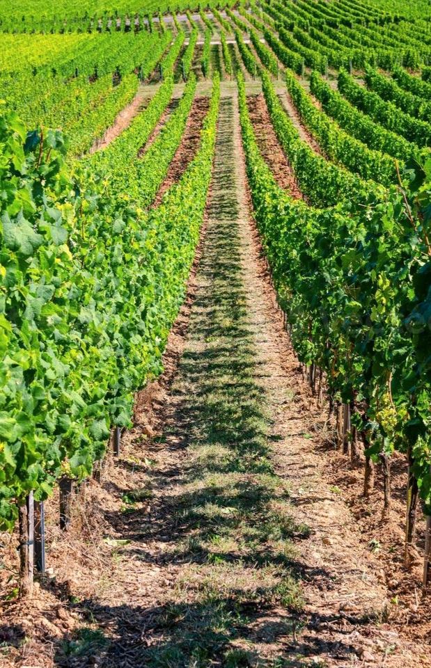 Weinberge an der Nahe zu verkaufen oder verpachten