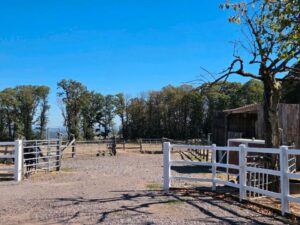 Offenstall mit Unterstand und Wiese zu verpachten – Foto 4
