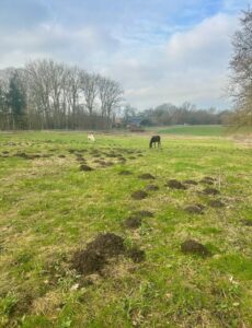 Offenstall mit Koppel zu verpachten – Foto 2