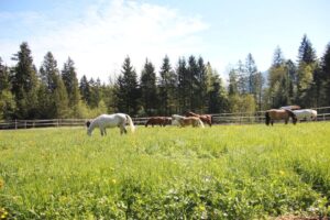 Reitanlage in Bayern (grenznah zu Österreich) zu verpachten – Foto 5