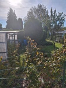 Kleingarten zu verpachten " Kolonie am See" – Foto 4