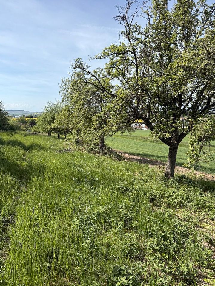 Streuobstwiese in 74223 Flein, 1.400 qm, zur Verpachtung