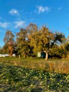 Obstgarten, Streuobstwiese zu verpachten