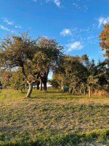 Obstgarten, Streuobstwiese zu verpachten – Foto 2