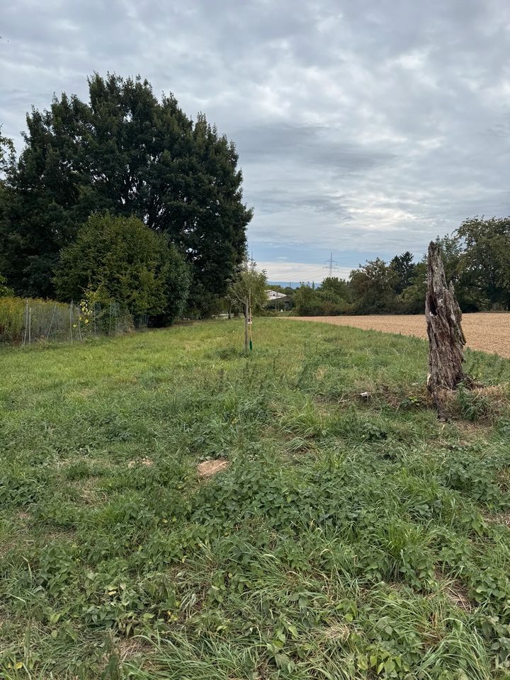 Wiese in Hohenwettersbach zu verpachten!