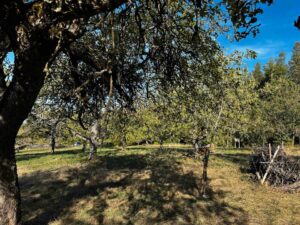 Obstwiese in Nehren zu Verpachten – Foto 2