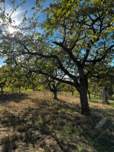 Obstwiese in Nehren zu Verpachten – Foto 3