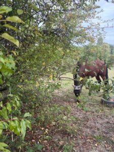 Reiterhof zu verpachten – Foto 2