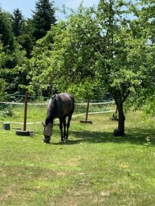 Reiterhof zu verpachten – Foto 3