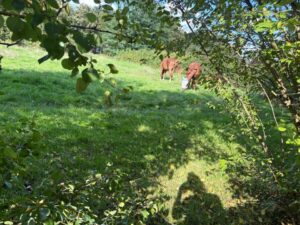 Reiterhof zu verpachten – Foto 4