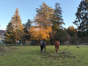 Reiterhof zu verpachten – Foto 5