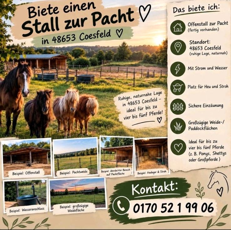 Offenstall zu vermieten /verpachten