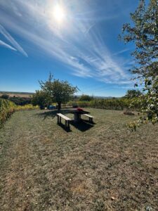 Schönes Garten Stückle zwischen Weinbergen zu verpachten | 615 m²