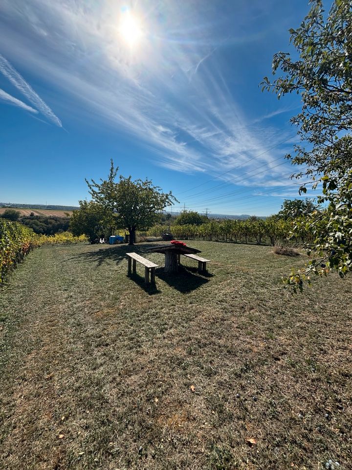 Schönes Garten Stückle zwischen Weinbergen zu verpachten | 615 m²