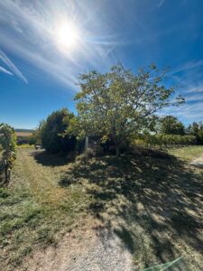 Schönes Garten Stückle zwischen Weinbergen zu verpachten | 615 m² – Foto 2