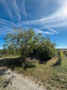 Schönes Garten Stückle zwischen Weinbergen zu verpachten | 615 m² – Foto 3