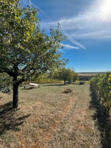 Schönes Garten Stückle zwischen Weinbergen zu verpachten | 615 m² – Foto 4