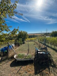 Schönes Garten Stückle zwischen Weinbergen zu verpachten | 615 m² – Foto 5