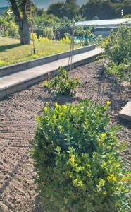 Pachtgarten ( Verein ) in der Südstadt – Foto 3