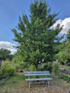 Garten Pachtgarten Kleingarten – Foto 3