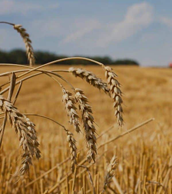Feld Landwirtschaftliche Ackerfläche zu verpachten Pfreimd