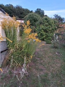wunderschönen sonnigen Pachtgarten abzugeben – Foto 5