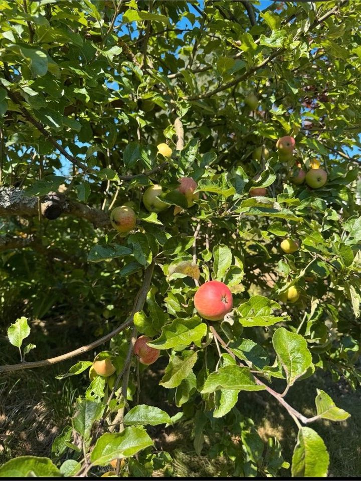Garten zu verpachten