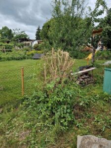 Pachtgarten ab sofort – Foto 4