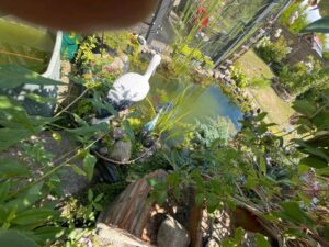 Kleingarten, Schrebergarten in Marli zu verpachten. – Foto 3