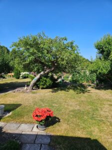 Pachtgarten in Mühlhausen/Thüringen, massivem Gartenhaus, Brunnen – Foto 2