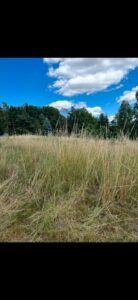 Pachtwiese / Pachtgrundstück / Futterwiese – Foto 4