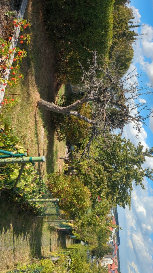 Gemütlicher Pachtgarten Nordhang – ca. 300 m² mit Obst
