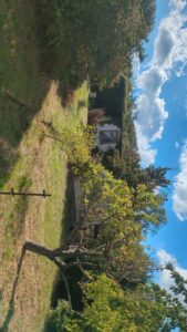 Gemütlicher Pachtgarten Nordhang – ca. 300 m² mit Obst – Foto 2