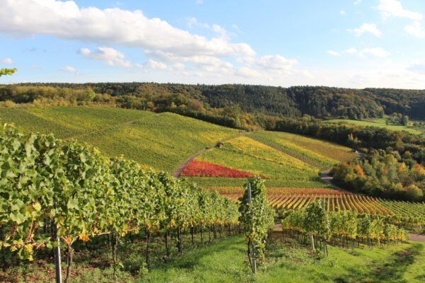 Weinberg zu verpachten - 91472 Ipsheim