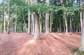 Wald 10.000m² zu verpachten Bushcraft Campen Zelten Seminare
