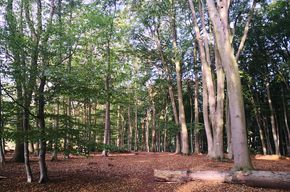 Wald 10.000m² zu verpachten Bushcraft Campen Zelten Seminare – Foto 2