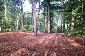 Wald 10.000m² zu verpachten Bushcraft Campen Zelten Seminare – Foto 3