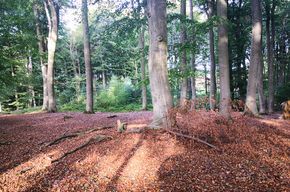 Wald 10.000m² zu verpachten Bushcraft Campen Zelten Seminare – Foto 4