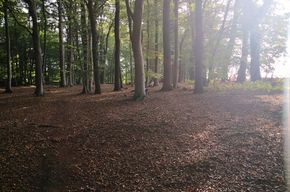 Wald 10.000m² zu verpachten Bushcraft Campen Zelten Seminare – Foto 5