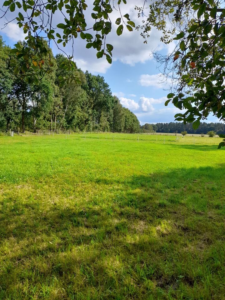 Weide zu verpachten