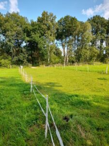 Weide zu verpachten – Foto 2